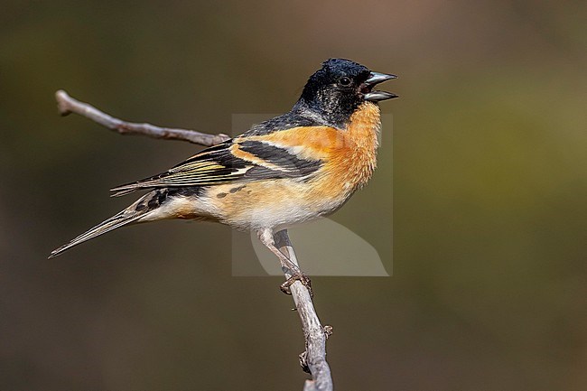 Male Brambling (Fringilla montifringilla) perched on a branch in Finland. stock-image by Agami/Daniele Occhiato,