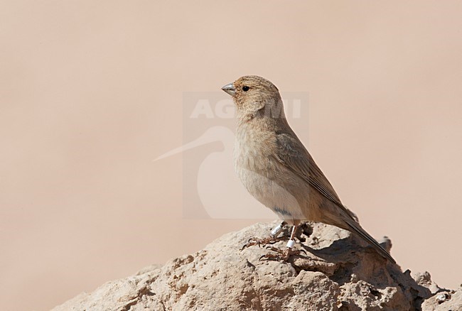Vrouwtje SianÃ¯roodmus; Female Sinai Rosefinch stock-image by Agami/Markus Varesvuo,
