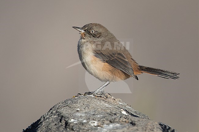 Dark-winged Canastero (Asthenes arequipae) at Colca Canyon, Peru. stock-image by Agami/Tom Friedel,