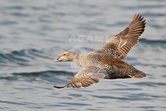 Common Eider (Somateria mollissima) flying in Churchill, Manitoba, Canada. stock-image by Agami/Glenn Bartley,