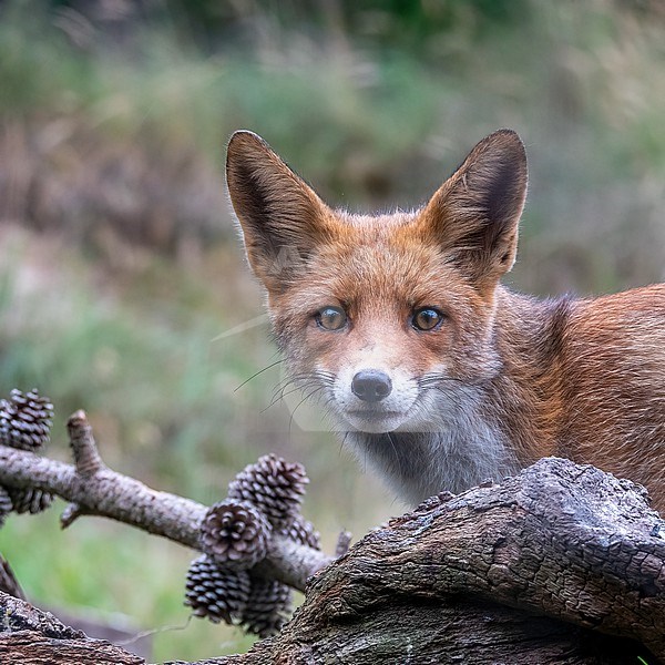 Red Fox, Vulpes vulpes; stock-image by Agami/Hans Germeraad,