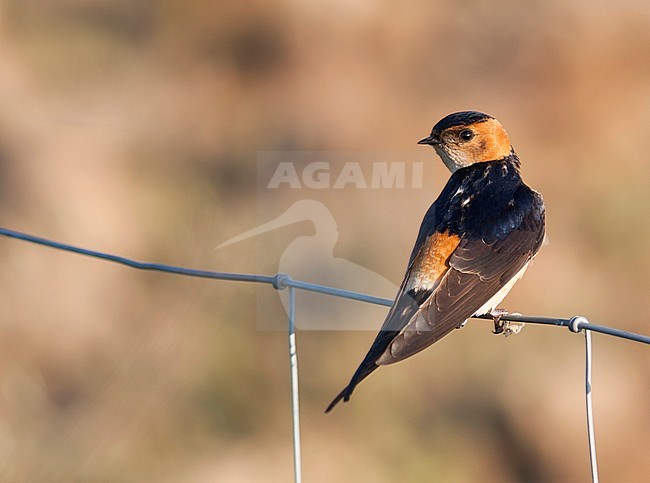 Western Red-rumped Swallow (Cecropis rufula), Portugal, adult perched stock-image by Agami/Ralph Martin,