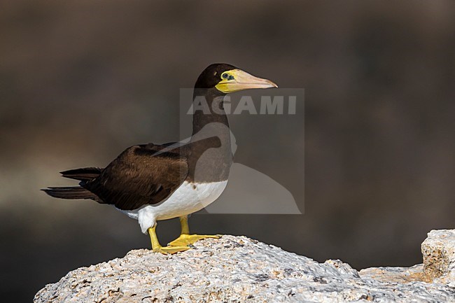 Bruine Gent op rots, Brown Booby on rock stock-image by Agami/Daniele Occhiato,