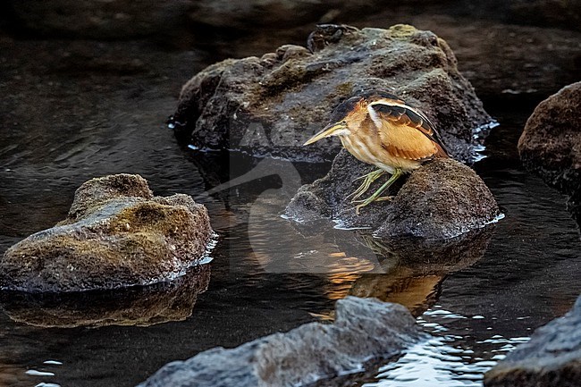 Male first-winter Least Bittern (Ixobrychus exilis) sitting on the rocky beach of Doctor's house shore, Corvo, Azores, Portugal stock-image by Agami/Vincent Legrand,
