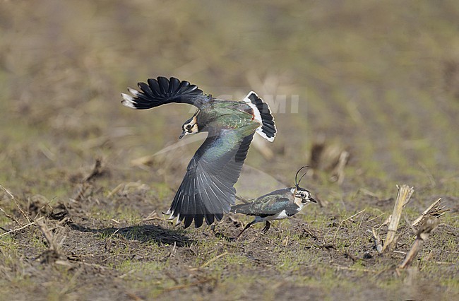 Fighting and flying Northern Lapwing (Vanellus vanellus) on a field showing upperside stock-image by Agami/Ran Schols,