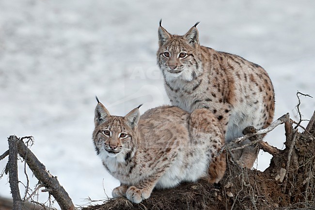 Europese Lynx in de sneeuw; Eurasian Lynx in snow stock-image by Agami/Han Bouwmeester,