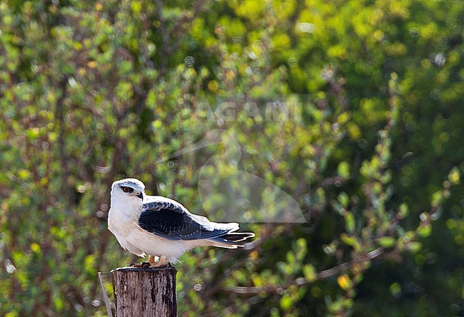 Onvolwassen Grijze Wouw zittend op een paal; Immature Black-winged Kite (Elanus caeruleus) resting on a pole stock-image by Agami/Marc Guyt,