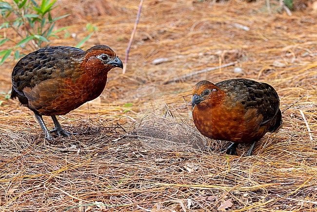 Two Chestnut Wood-Quails (Odontophorus hyperythrus) foraging on the forest floor. This is an endemic species to Colombia. stock-image by Agami/David Monticelli,