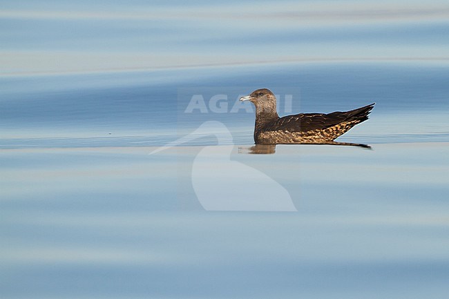 Kleine Jager; Arctic Skua; Stercorarius parasiticus, Germany, 1st cy stock-image by Agami/Ralph Martin,