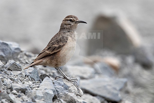 Thick-billed Miner (Geositta crassirostris crassirostris) at Santa Eulalia Valley, Peru. stock-image by Agami/Tom Friedel,