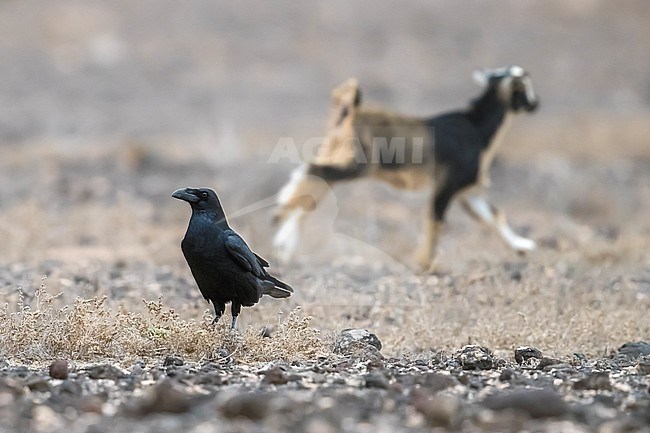 Canarian Raven sitting on desert near Puerto del Rosario in Fuerteventura, Canary Islands. December 27, 2017. stock-image by Agami/Vincent Legrand,
