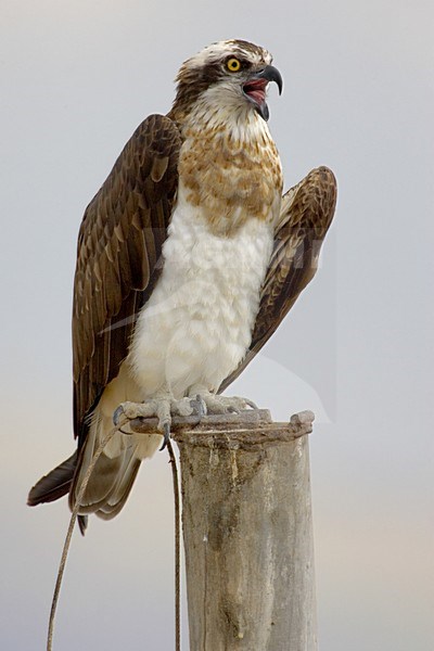 Visarend in zit; Osprey perched stock-image by Agami/Daniele Occhiato,