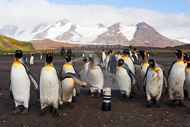 Koningspinguïns allen Canon lens lastig; King Penguins harrass Canon lens stock-image by Agami/Marc Guyt,