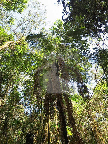 Boskruinen / Canopy, Rio Blanco, Colombia stock-image by Agami/Marc Guyt,