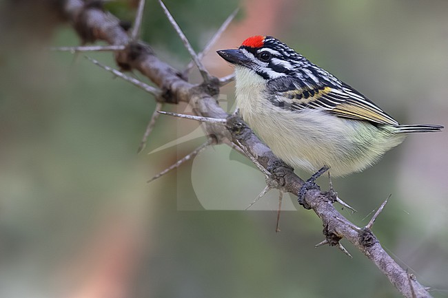Northern red-fronted tinkerbird (Pogoniulus uropygialis) perched on a branch in Tanzania. stock-image by Agami/Dubi Shapiro,