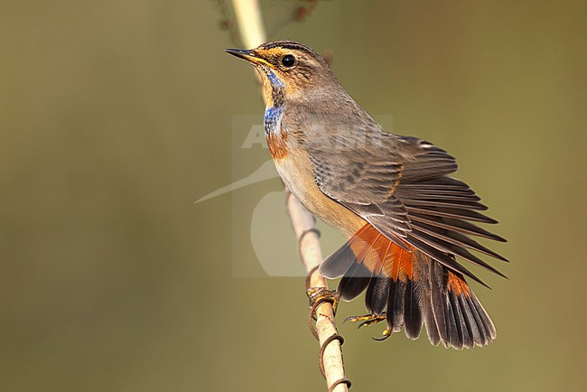 White-spotted Bluethroat, Luscinia svecica, in Italy. stock-image by Agami/Daniele Occhiato,