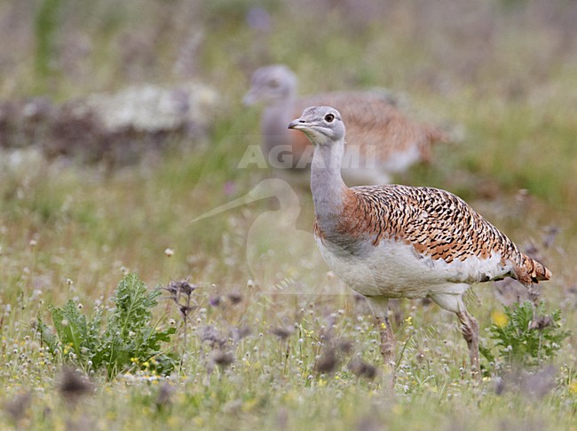 Female Grote trap; Female Great Bustard stock-image by Agami/Markus Varesvuo,