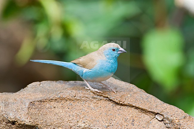 Angolees Blauwfazantje, Blue Waxbill, Uraeginthus angolensis stock-image by Agami/Marc Guyt,