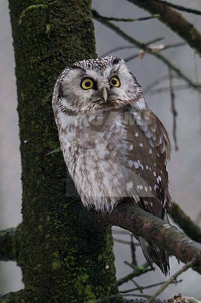 manual updated stock-image by Agami/Han Bouwmeester,