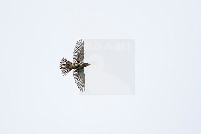 Mistle Thrush (Turdus viscivorus) in flight from below stock-image by Agami/Mathias Putze,