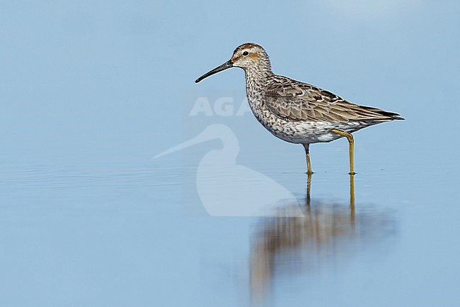 Adult Stilt Sandpiper (Calidris himantopus) in breeding plumage in Galveston County, Texas, USA. stock-image by Agami/Brian E Small,