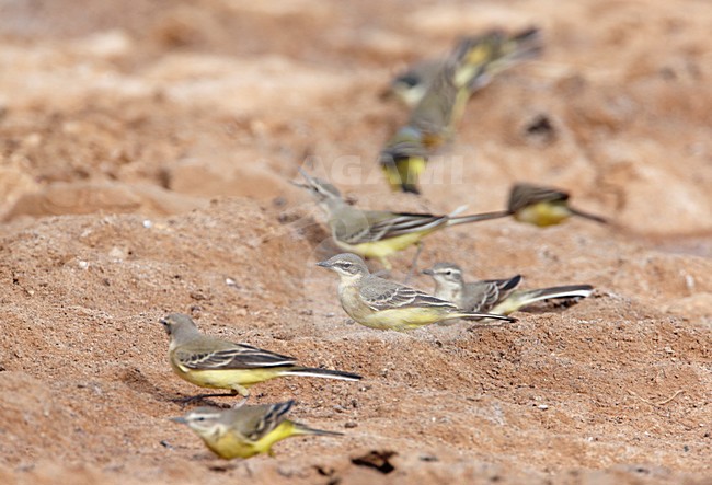 Groep Gele Kwikstaart rustend tijdens de trek; Group of Yellow Wagtails resting during migration stock-image by Agami/Markus Varesvuo,