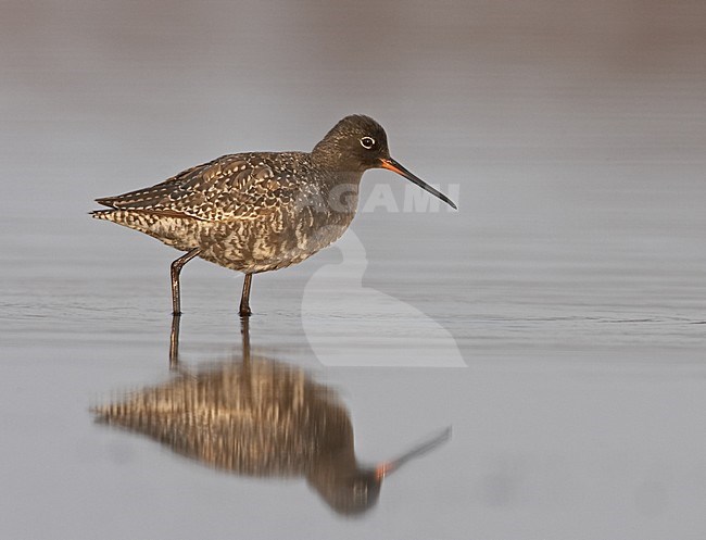 Spotted Redshank summer plumaged wading; Zwarte Ruiter zomerkleed wadend stock-image by Agami/Jari Peltomäki,