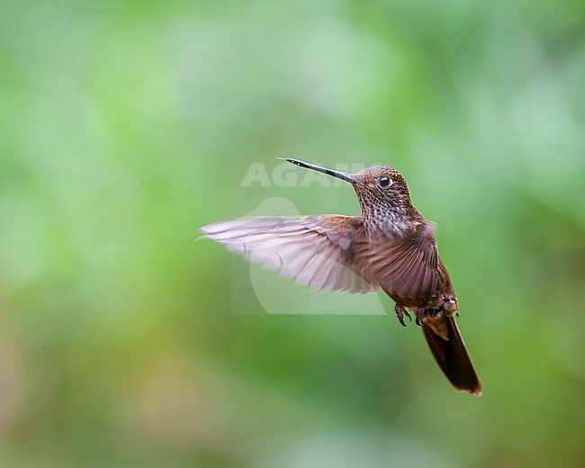 Bronzy Inca (Coeligena coeligena) in humid montane forest in Ecuador. Hovering in mid air. stock-image by Agami/Marc Guyt,