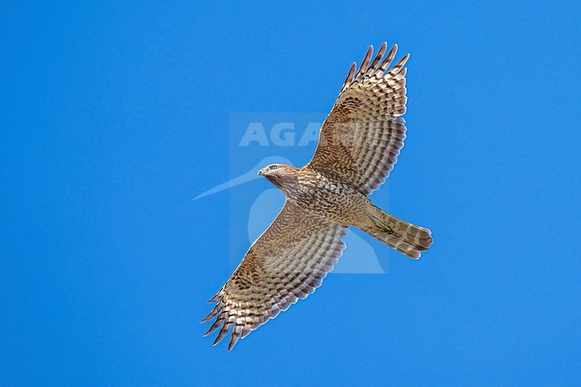 Immature
Colusa Co., CA
January 2023 stock-image by Agami/Brian E Small,
