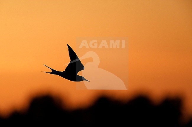 Common Tern flying against a red sunset. stock-image by Agami/Chris van Rijswijk,