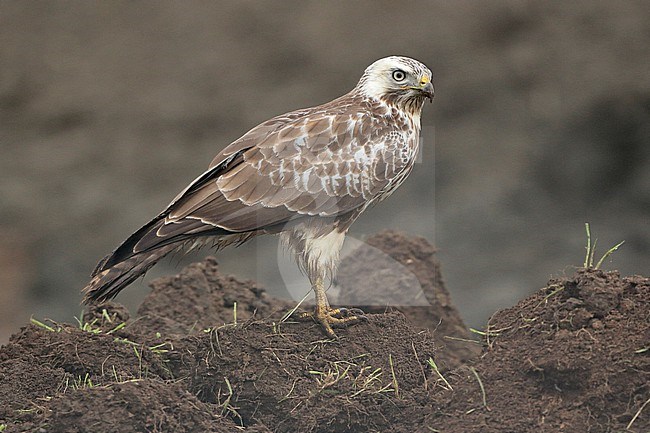Common Buzzard (buteo buteo), standing, seen from the side. stock-image by Agami/Fred Visscher,