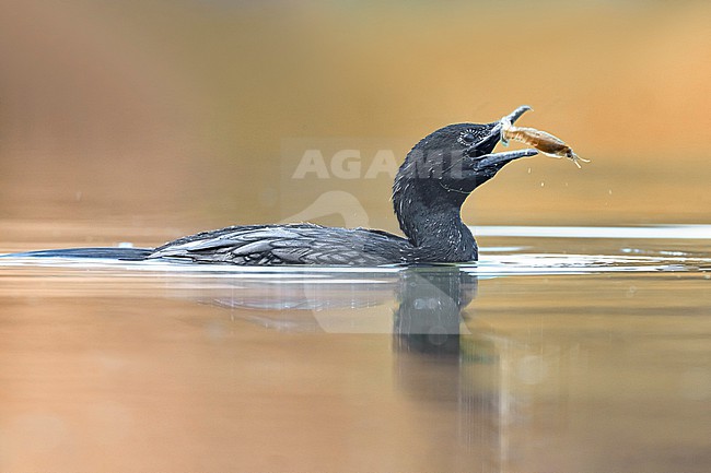 Swimming Pygmy Cormorant, Microcarbo pygmeus, on a lake in Italy. stock-image by Agami/Daniele Occhiato,