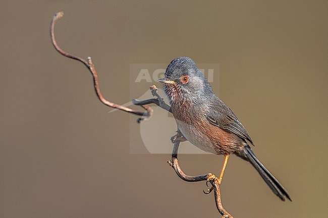 Dartford Warbler; Sylvia undata stock-image by Agami/Daniele Occhiato,