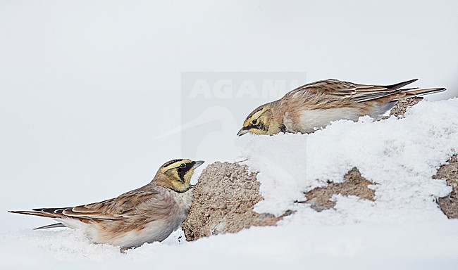 Shore Lark male and female (Eremophila alpestris) Vantaa Finland February 2018 stock-image by Agami/Markus Varesvuo,