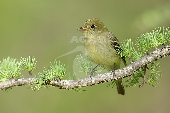 Adult
St.Louis Co., MN
June 2020 stock-image by Agami/Brian E Small,