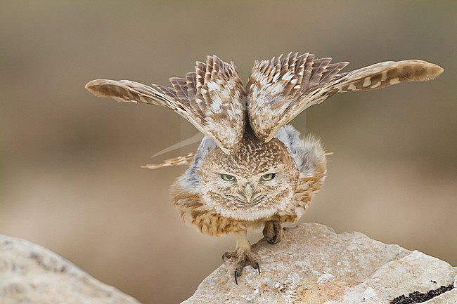 Little Owl - Steinkauz - Athene noctua saharae, Morocco, adult stock-image by Agami/Ralph Martin,