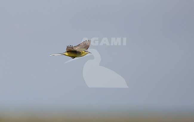 Blue-headed Wagtail (Motacilla flava flava). Adult male in flight at Rudbøl Kog, Denmark. stock-image by Agami/Helge Sorensen,