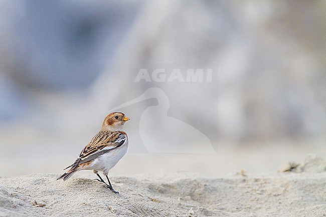 Snow Bunting, Plectrophenax nivalis, in winter plumage sitting on basalt rocks part of small flock wintering at North Sea coast. First winter male of subspecies nivalis. stock-image by Agami/Menno van Duijn,