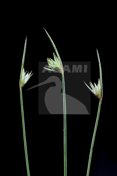 Dwarf Rush, Juncus capitatus stock-image by Agami/Wil Leurs,