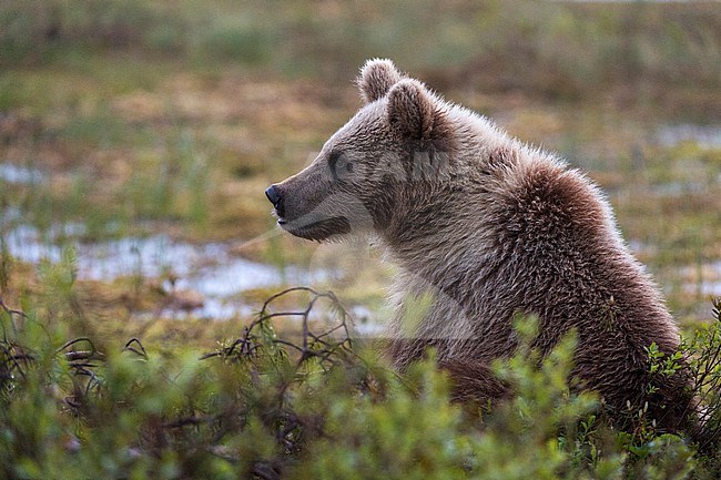 A juvenile European brown bear, Ursus arctos arctos, behind a bush. Kuhmo, Oulu, Finland. stock-image by Agami/Sergio Pitamitz,