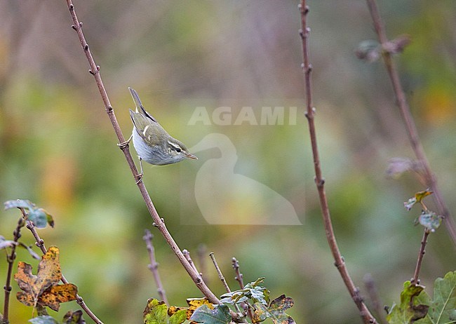 First-winter Two-barred Warbler (Phylloscopus plumbeitarsus) at St Aldhelm's Head, Dorset, in England. Extreme vagrant from eastern Asia. stock-image by Agami/Michael McKee,