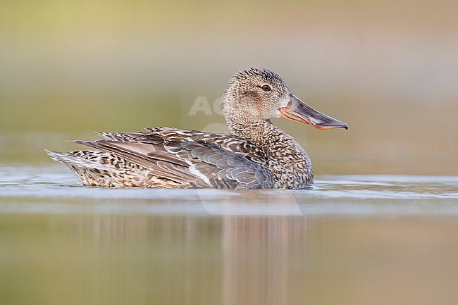 Northern Shoveler (Anas clypeata), side view of an adult female swimming in the water, Campania, Italy stock-image by Agami/Saverio Gatto,