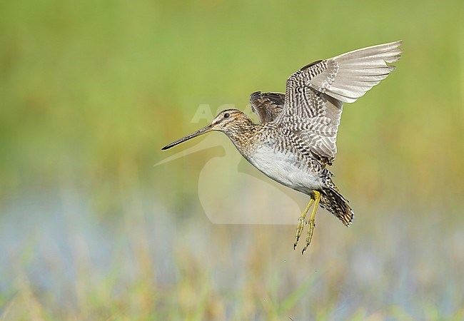 Adult Wilson's Snipe (Gallinago delicata) in flight at a marsh in Kidder County, North Dakota, USA. stock-image by Agami/Brian E Small,