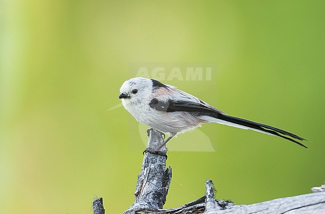 Long-tailed Tit (Aegithalos caudatus caudatus) Russia (Baikal), adult stock-image by Agami/Ralph Martin,