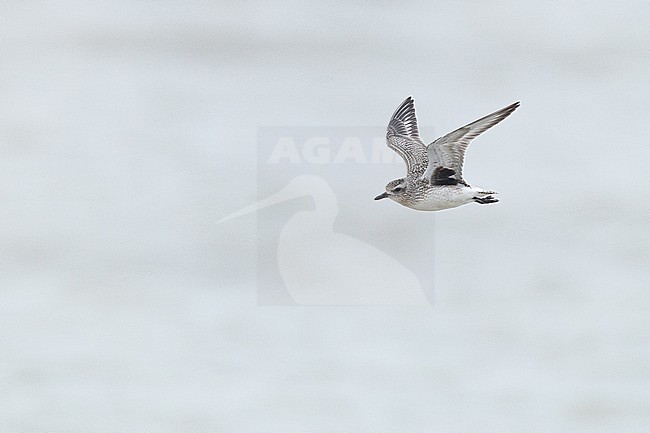 Zilverplevier, Grey Plover, Pluvialis squatarola stock-image by Agami/Menno van Duijn,