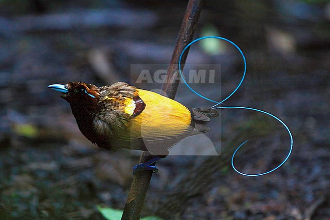 Male Magnificent Bird-of-Paradise in New Guinea stock-image by Agami/Dubi Shapiro,