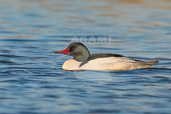 Adult male
Sacramento Co., CA
January 2023 stock-image by Agami/Brian E Small,