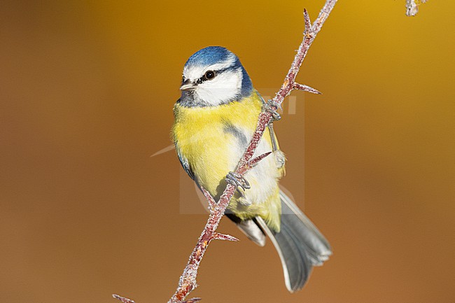 Eurasian Blue Tit (Cyanistes caeruleus), front view of an adult perched on a branch, Campania, Italy stock-image by Agami/Saverio Gatto,