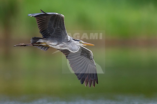 Grey Heron (Ardea cinerea) in flight stock-image by Agami/Daniele Occhiato,