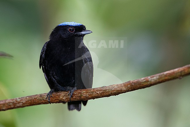 A male Velvety Manakin (Lepidothrix velutina minuscula) at San Cipriano, Colombia. stock-image by Agami/Tom Friedel,